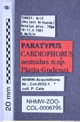 Etiketten zu Cardiophorus aemulus (Platia & Gudenzi, 2002) (NHMW-ZOO-COL-0006795)